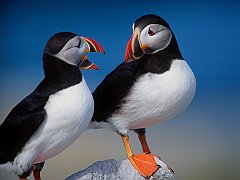 Story Telling, Puffins